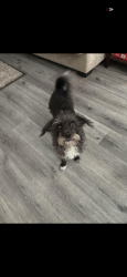 Lost Female Dog last seen 6th st and N San Antonio ave Ontario, Ontario, CA 91762