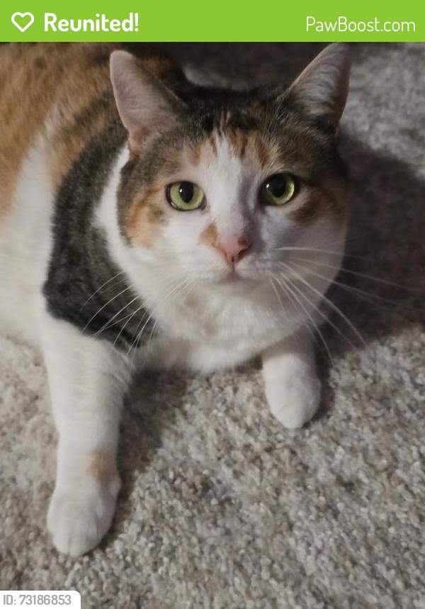 Reunited Female Cat last seen Mandarin Drive, Rochester, NY 14626