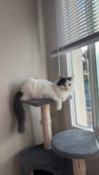 Reunited Male Cat last seen Telegraph + crest st, Chula Vista, CA 91910