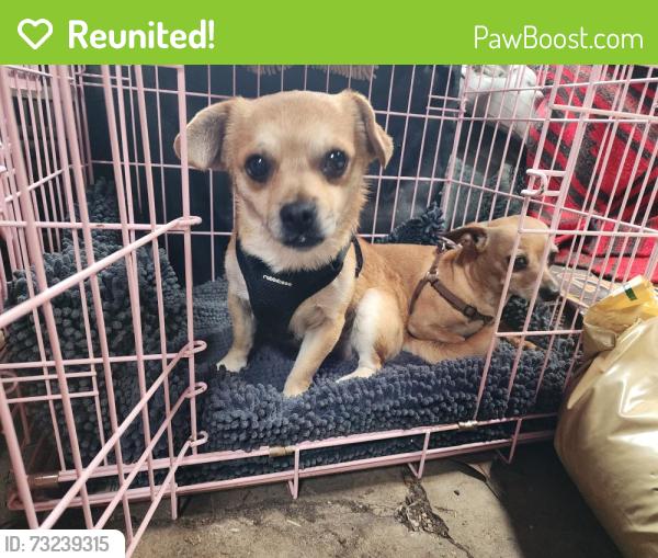 Reunited Male Dog last seen East 14th, San Leandro, CA 94577