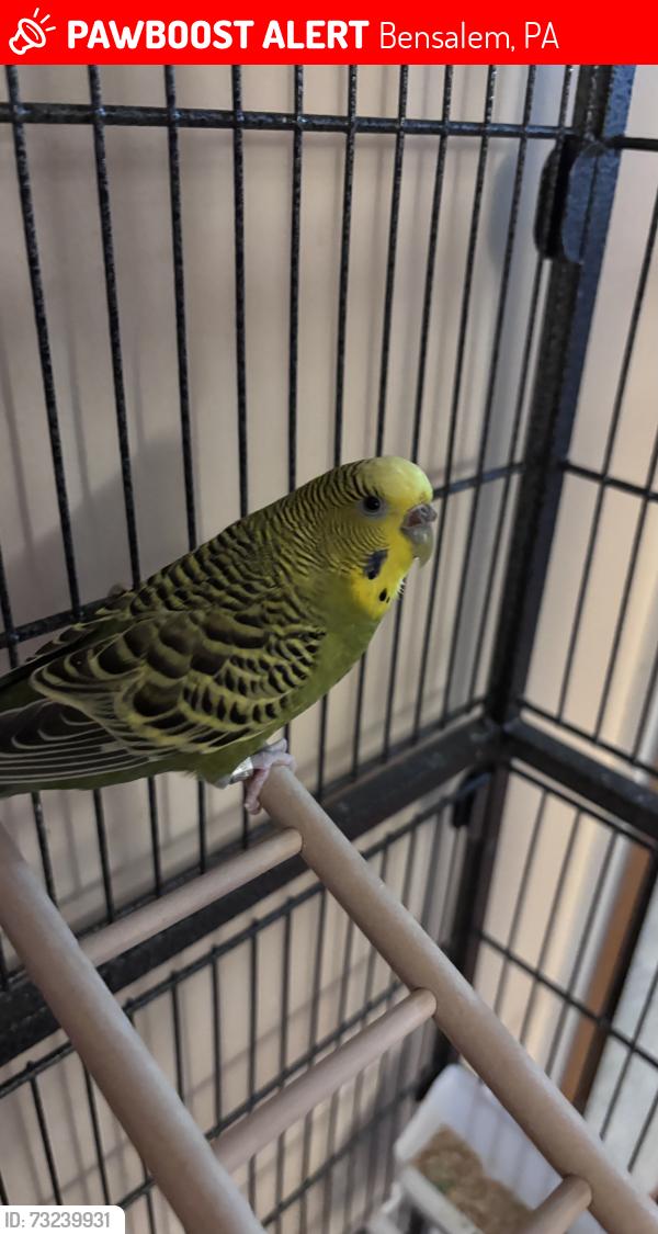 Lost Male Bird last seen The closest street to us is Bensalem BLVD, Bensalem, PA 19020