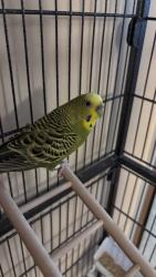 Lost Male Bird last seen The closest street to us is Bensalem BLVD, Bensalem, PA 19020