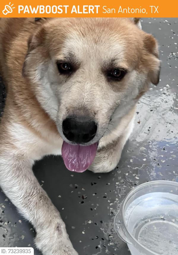 Found/Stray Male Dog last seen Steeple Dr, San Antonio, TX 78256