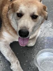 Found/Stray Male Dog last seen Steeple Dr, San Antonio, TX 78256