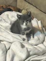 Lost Female Cat last seen Hope Mills, Hope Mills, NC 28348
