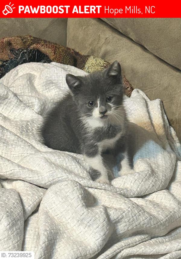 Lost Female Cat last seen Hope Mills, Hope Mills, NC 28348