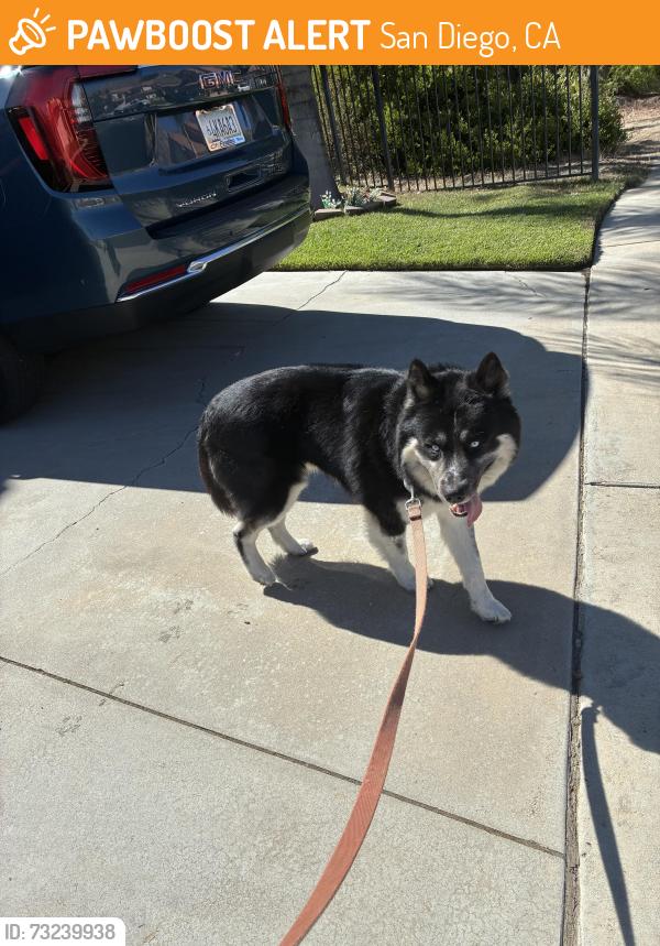Found/Stray Male Dog last seen Near, San Diego, CA 92126