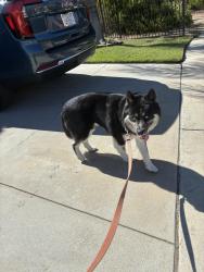 Found/Stray Male Dog last seen Near, San Diego, CA 92126