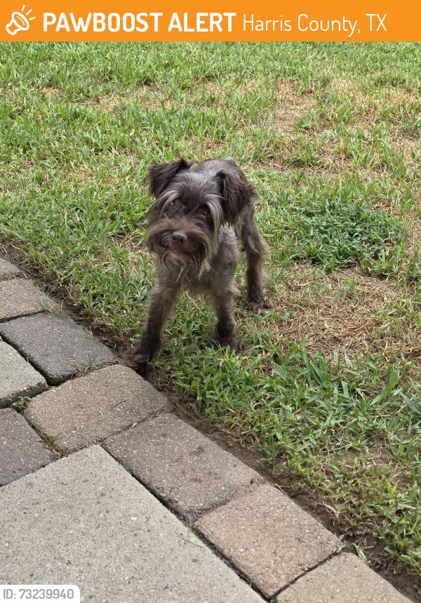 Found/Stray Male Dog last seen Louetta Brook, Harris County, TX 77388