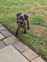Found/Stray Male Dog last seen Louetta Brook, Harris County, TX 77388