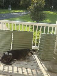 Reunited Male Dog last seen Scottsville Road, Jeffersonton, VA, Culpeper County, VA 22724