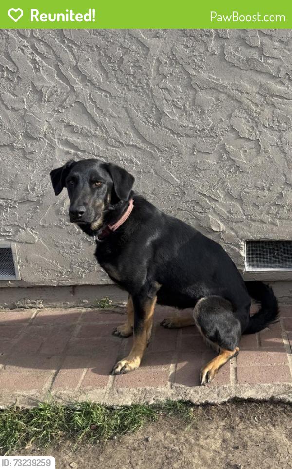 Reunited Female Dog last seen Alvarado Ave. near Oak Park., Stockton, CA 95204