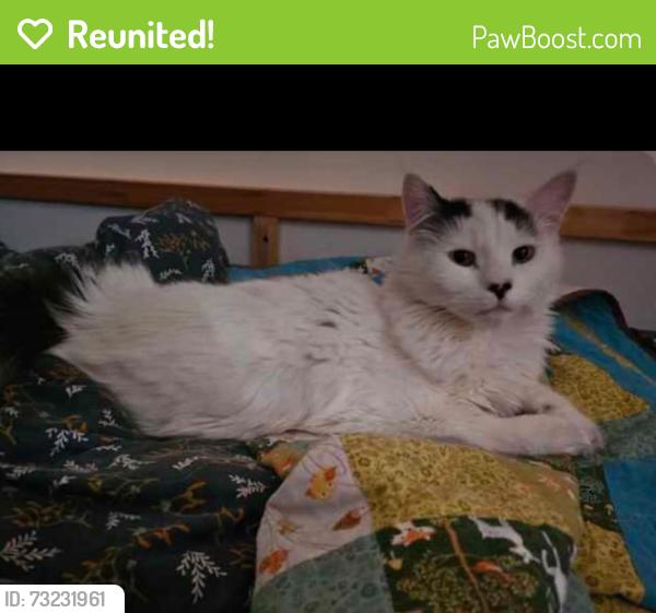 Reunited Male Cat last seen Markesbury Road Doctors surgery, Bristol City, England BS3 5EU