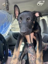 Shelter Stray Female Dog last seen Stanton RD & I66, East Point, GA, 1251 Fulton Industrial Blvd NW, Atlanta, GA 30336, USA