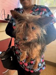 Shelter Stray Male Dog last seen Warbler Dr and Aviary Dr, Desoto, TX, 1150 E Pleasant Run Rd, Cedar Hill, TX 75104, USA