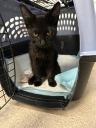 Shelter Stray Female Cat last seen Near 4th ave, Oakland, CA, 1101 29th Ave, Oakland, CA 94601, USA