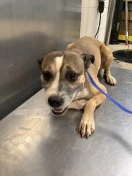 Shelter Stray Male Dog last seen Near Asbury Ave, East District, TX, 355 Hillshire Dr, Haslet, TX 76052, USA