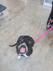 Shelter Stray Female Dog last seen Near Pimlico Lane, East District, TX, 355 Hillshire Dr, Haslet, TX 76052, USA