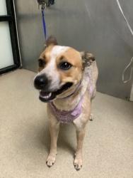 Shelter Stray Female Dog last seen Near Oak Grove Rd E, South District, TX, 355 Hillshire Dr, Haslet, TX 76052, USA
