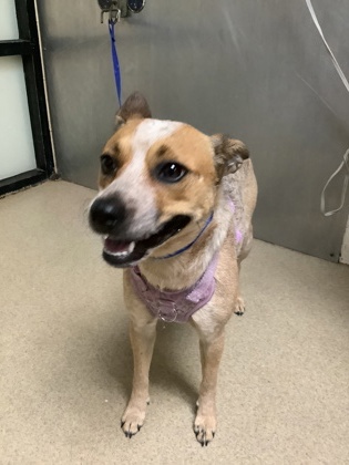 Shelter Stray Female Dog last seen Near Oak Grove Rd E, South District, TX, 355 Hillshire Dr, Haslet, TX 76052, USA