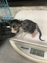 Shelter Stray Male Cat last seen Near W Seminary Dr, South District, TX, 355 Hillshire Dr, Haslet, TX 76052, USA