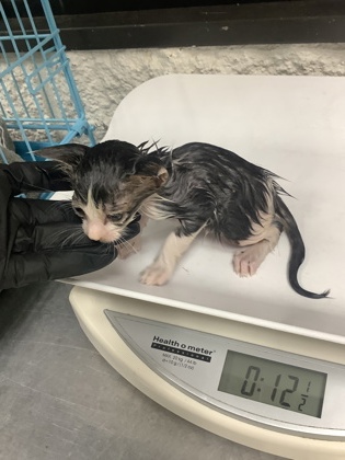 Shelter Stray Male Cat last seen Near W Seminary Dr, South District, TX, 355 Hillshire Dr, Haslet, TX 76052, USA