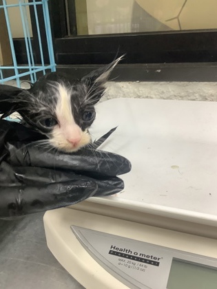 Shelter Stray Male Cat last seen Near W Seminary Dr, South District, TX, 355 Hillshire Dr, Haslet, TX 76052, USA