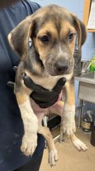 Shelter Stray Male Dog last seen Near E, Stone Mountain, GA 30083, 30083, GA, 3280 Chamblee Dunwoody Rd, Chamblee, GA 30341, USA