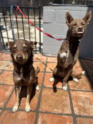 Reunited Male Dog last seen Near Placer St, Redlands, CA 92374, USA, Redlands, CA 92374