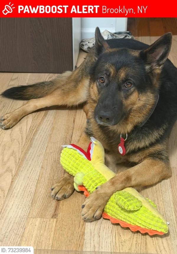 Lost Female Dog last seen Liberty Ave and Jerome St, Brooklyn, NY 11207
