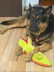 Lost Female Dog last seen Liberty Ave and Jerome St, Brooklyn, NY 11207