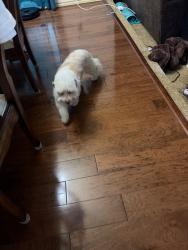 Reunited Male Dog last seen Lewisville, TX, USA, Lewisville, TX 75057