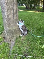 Lost Male Cat last seen Fisher Hellman road; Real Canadian Superstore, Kitchener, ON N2M 5M2