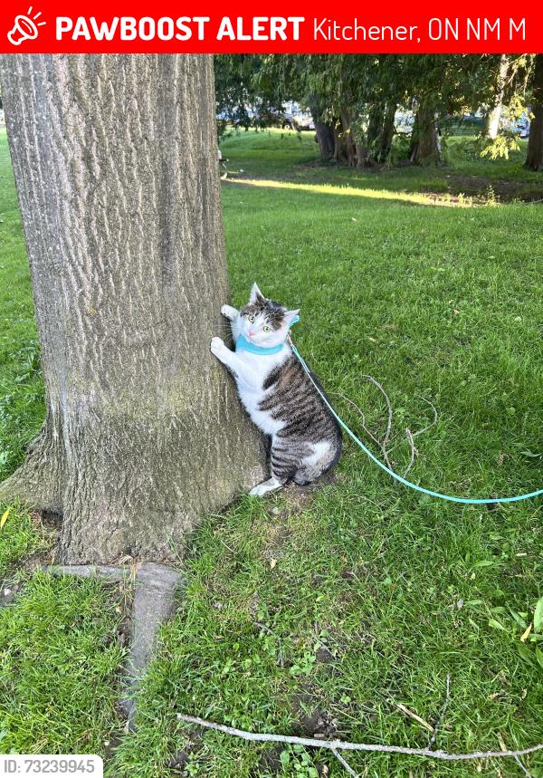 Lost Male Cat last seen Fisher Hellman road; Real Canadian Superstore, Kitchener, ON N2M 5M2