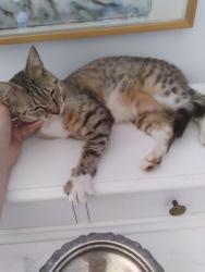 Lost Female Cat last seen 160th street and 96ave Surrey, BC, Surrey, BC V4N 2R8