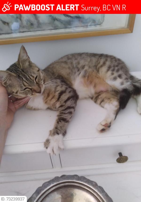 Lost Female Cat last seen 160th street and 96ave Surrey, BC, Surrey, BC V4N 2R8