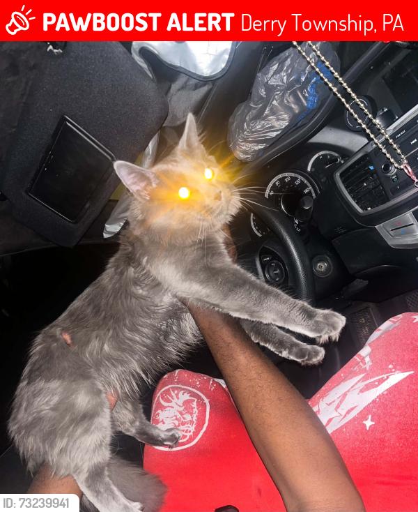 Lost Male Cat last seen Murtha way latrobe PA, Derry Township, PA 15650