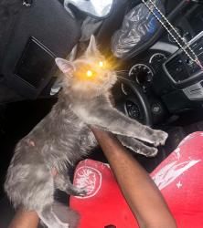 Lost Male Cat last seen Murtha way latrobe PA, Derry Township, PA 15650