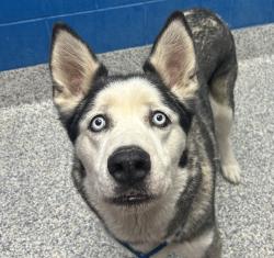Shelter Stray Male Dog last seen S, Littleton, CO, 80127, 580 McIntyre St, Golden, CO 80401, USA