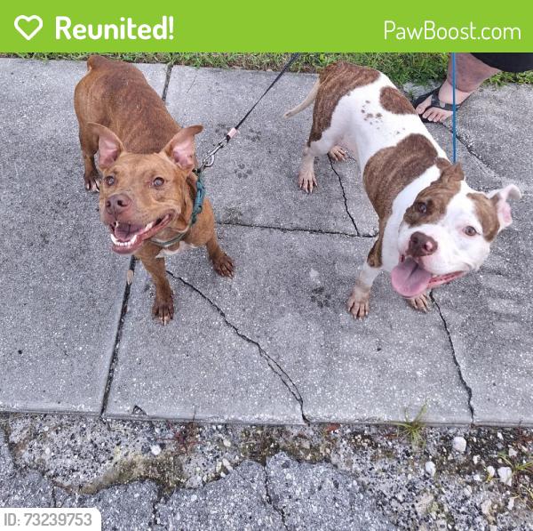 Reunited Female Dog last seen Massachusetts Ave, New Port Richey, FL, USA, New Port Richey, FL 34653