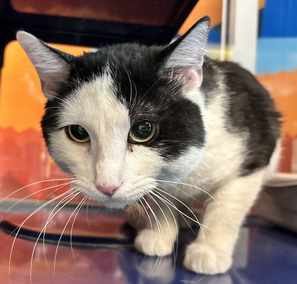 Shelter Stray Male Cat last seen W Connecticut Dr & S Valentine Way, Lakewood, CO, 80228, 580 McIntyre St, Golden, CO 80401, USA