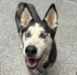 Shelter Stray Female Dog last seen S, Littleton, CO, 80127, 580 McIntyre St, Golden, CO 80401, USA