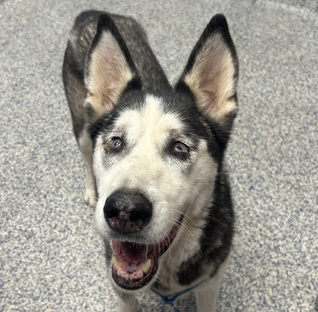 Shelter Stray Female Dog last seen S, Littleton, CO, 80127, 580 McIntyre St, Golden, CO 80401, USA
