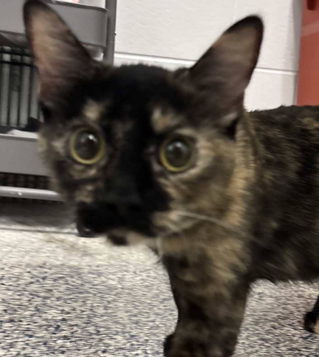 Shelter Stray Female Cat last seen kipling and 44th, Wheat Ridge, CO, 80033, 580 McIntyre St, Golden, CO 80401, USA