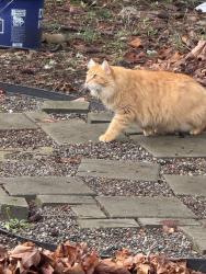Lost Male Cat last seen 250th and 252nd, Graham, WA 98338