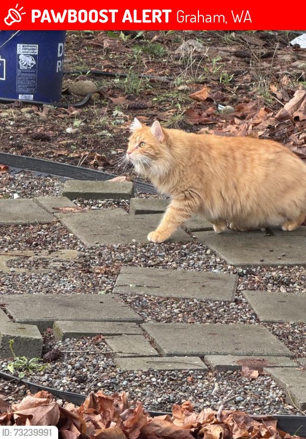 Lost Male Cat last seen 250th and 252nd, Graham, WA 98338