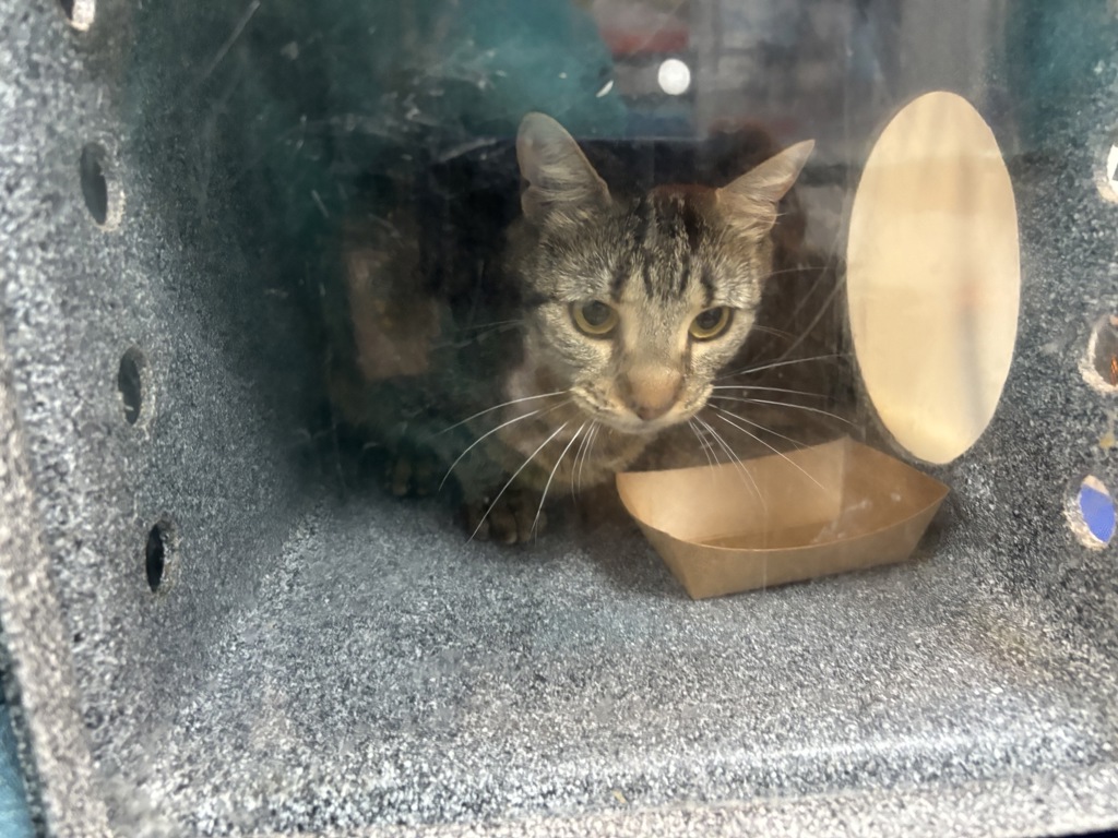 Shelter Stray Female Cat last seen 110th Street, NEW YORK, NY, 10026, 326 E 110th St, New York, NY 10029, USA