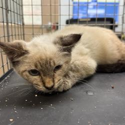 Shelter Stray Male Cat last seen Near National Avenue, San Diego, CA, 92113, 5500 Gaines St, San Diego, CA 92110, USA