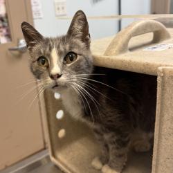 Shelter Stray Female Cat last seen Near Altadena Avenue, San Diego, CA, 92105, 5500 Gaines St, San Diego, CA 92110, USA