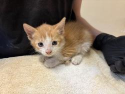 Shelter Stray Male Cat last seen Heritage Street, Oceanside, CA, 92058, Oceanside, CA 92058, USA